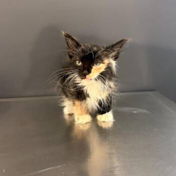 Malita Snooffles -  Domestic Long Hair Cat for Adoption in Livingston, Texas - Malita Snooffles | PetCurious