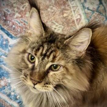 Riley -  Maine Coon Cat for Adoption in Kirkland, Quebec - Riley | PetCurious