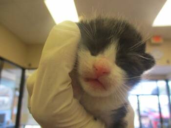 POOH -  Domestic Short Hair Cat for Adoption in Ocala, Florida - POOH | PetCurious