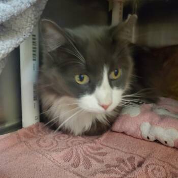 Oryx -  Domestic Medium Hair Cat for Adoption in Murray, Utah - Oryx | PetCurious