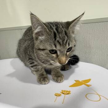 Faye -  Domestic Short Hair Cat for Adoption in Tampa, Florida - Faye | PetCurious