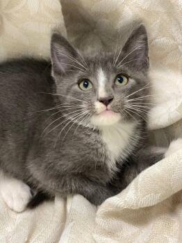 Hansel -  Domestic Short Hair Cat Available for Adoption in Decorah, Iowa - Hansel | PetCurious