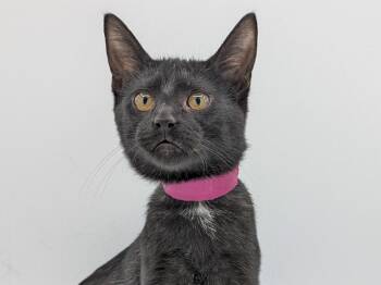 Mocha Madness -  Domestic Short Hair Cat for Adoption in Powell, Ohio - Mocha Madness | PetCurious