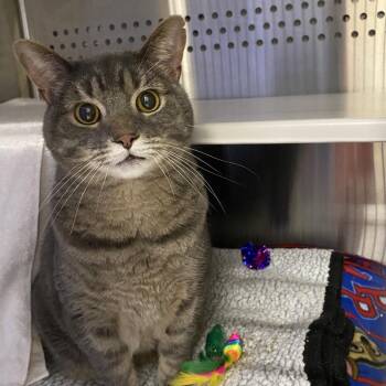 Domestic Short Hair Cats Available for Adoption in Warwick, Rhode Island - Ziggy | PetCurious