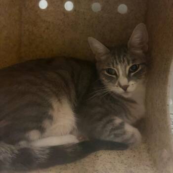 Ursula -  Domestic Short Hair Cat for Adoption in Reno, Nevada - Ursula | PetCurious