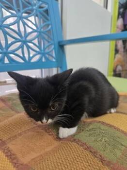 Corn Flakes -  Domestic Short Hair Cat for Adoption in Savannah, Georgia - Corn Flakes | PetCurious