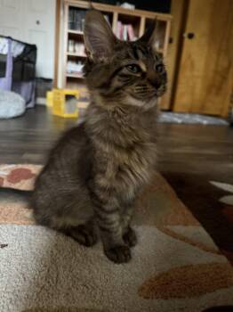 Rokko -  Domestic Short Hair Cat for Adoption in Walled Lake, Michigan - Rokko | PetCurious
