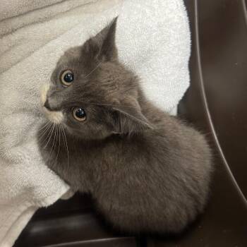 Distribution Center -  Domestic Short Hair Cat for Adoption in York, Pennsylvania - Distribution Center | PetCurious