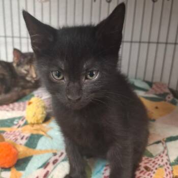Hershey -  Domestic Short Hair Cat for Adoption in Lakeland, Florida - Hershey | PetCurious