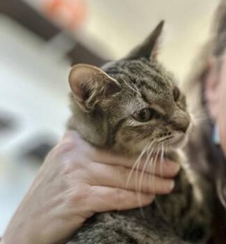 Rescue Domestic Short Hair Cats for Adoption in Athens, Georgia - Michael Steale | PetCurious