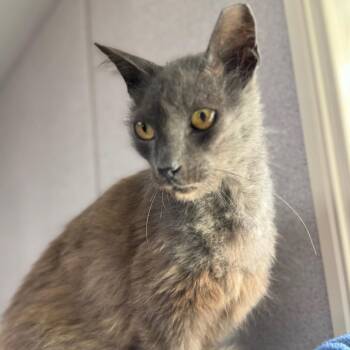 Domestic Short Hair Cats Available for Adoption - Wally | PetCurious
