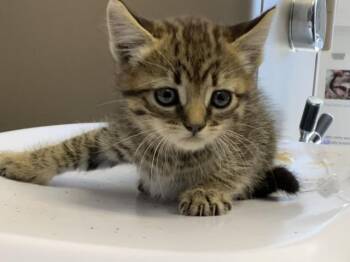 Domestic Short Hair Cats Available for Adoption in Visalia, California - A253143 | PetCurious