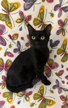 Norma -  Domestic Short Hair Cat for Adoption in Newberg, Oregon - Norma | PetCurious