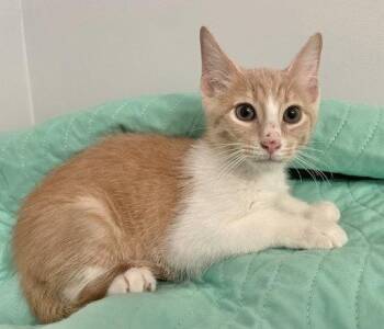 Konrad and Kelly -  Domestic Short Hair Cat for Adoption in Lenexa, Kansas - Konrad And Kelly | PetCurious