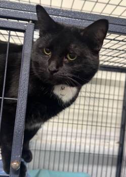 Rescue Domestic Short Hair Cats for Adoption in Saint Albans City, Vermont - Sailor | PetCurious