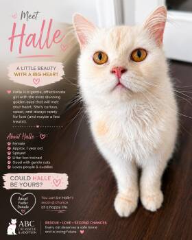 Halle - AFFECTIONATE -  Siberian and Persian Cat for Adoption in Brampton, Ontario - Halle - AFFECTIONATE | PetCurious