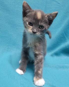 Tiramisu -  Domestic Short Hair Cat for Adoption in Jessup, Maryland - Tiramisu | PetCurious