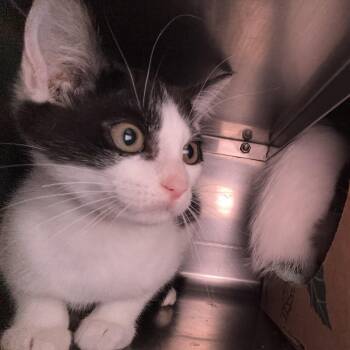 Melody -  Domestic Medium Hair Cat for Adoption in Bristol, Indiana - Melody | PetCurious