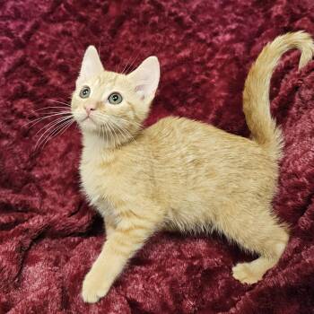 Autumn -  Domestic Short Hair and Tabby Cat for Adoption in Searcy, Arkansas - Autumn | PetCurious