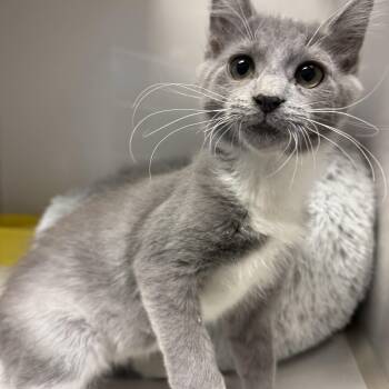 Rescue Domestic Short Hair Cats for Adoption in Butler, New Jersey - Jake Ryan | PetCurious