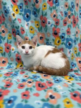 Rescue Domestic Short Hair Cats for Adoption in Bear, Delaware - Peru | PetCurious