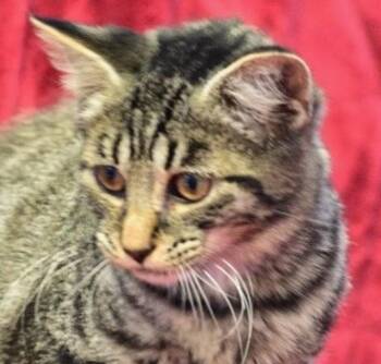 George -  Domestic Short Hair Cat for Adoption in Indiana, Pennsylvania - George | PetCurious
