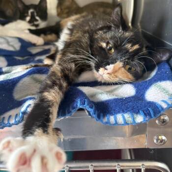 Callie -  Domestic Short Hair Cat for Adoption in Pullman, Washington - Callie | PetCurious