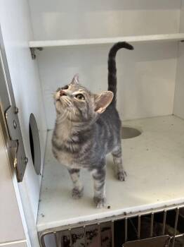 Forrest -  Domestic Short Hair Cat for Adoption in Marietta, Georgia - Forrest | PetCurious