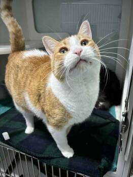 Rescue Domestic Short Hair Cats for Adoption in Muskegon, Michigan - Lloyd | PetCurious