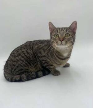 Weston -  Domestic Short Hair Cat for Adoption in Bowling Green, Kentucky - Weston | PetCurious