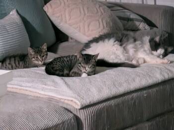 Rescue Domestic Short Hair Cats for Adoption in Adrian, Michigan - Sky | PetCurious