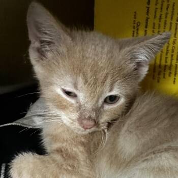 Tobasco -  Domestic Short Hair Cat for Adoption in Manhattan, Kansas - Tobasco | PetCurious