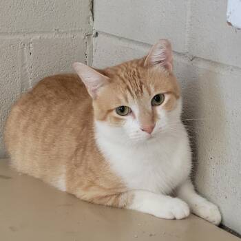 Coco -  Domestic Short Hair Cat for Adoption in Laredo, Texas - Coco | PetCurious