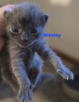 Domestic Short Hair Cats Available for Adoption - Wesley | PetCurious