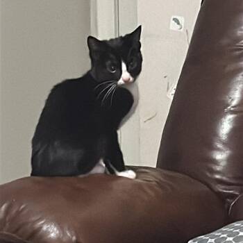 Boots (Erin-fostered in TN) -  Tuxedo and Domestic Short Hair Cat for Adoption in Brighton, Tennessee - Boots (Erin-fostered In TN) | PetCurious