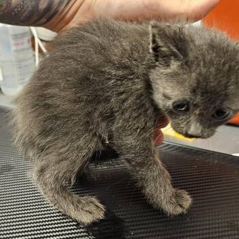 Bolt -  Domestic Short Hair Cat for Adoption in Cedar Rapids, Iowa - Bolt | PetCurious
