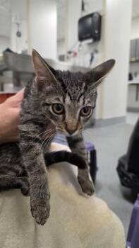 GILCHRIST -  Domestic Short Hair Cat for Adoption in Ocala, Florida - GILCHRIST | PetCurious