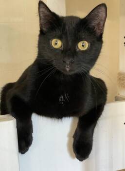 Domestic Short Hair Cats Available for Adoption in Lacon, Illinois - Jamica | PetCurious