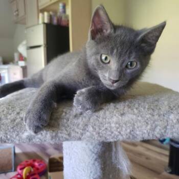 Eric -  Domestic Short Hair Cat for Adoption in Brighton, Missouri - Eric | PetCurious