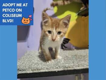 BIRCH -  Domestic Short Hair Cat for Adoption in Fort Wayne, Indiana - BIRCH | PetCurious