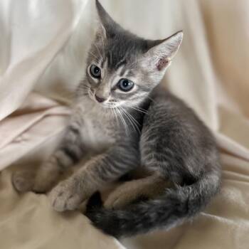 Charlotte -  Domestic Short Hair Cat for Adoption in Washington, Pennsylvania - Charlotte | PetCurious