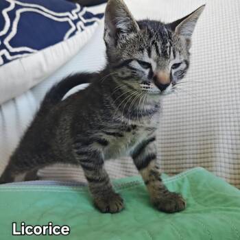 Domestic Short Hair Cats Available for Adoption in Layton, Utah - Licorice | PetCurious