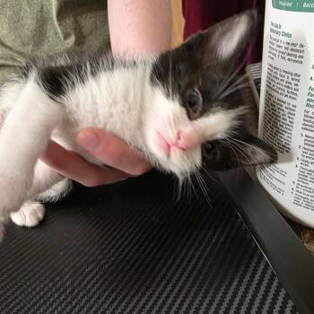 Domestic Short Hair Cats Available for Adoption in Eureka Springs, Arkansas - Lumpy | PetCurious