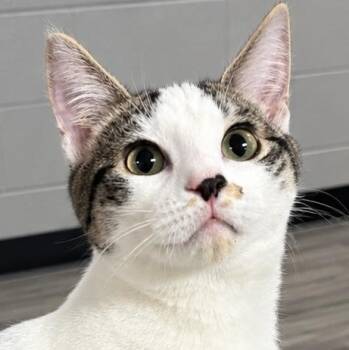 May -  Domestic Short Hair and Tabby Cat for Adoption in Emporia, Virginia - May | PetCurious