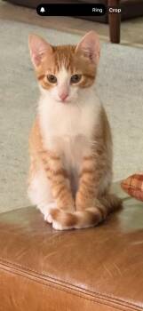 Redmond -  Domestic Short Hair Cat for Adoption in Rossville, Georgia - Redmond | PetCurious