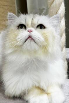 Chinchilla and Persian Cats Available for Adoption in Bedford Hills, New York - Lion Is SOOO Sweet!  VIDEO Of This Incredibly Rare Gem - EMERGEN | PetCurious