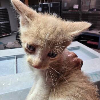 French Toast -  Domestic Medium Hair Cat for Adoption in Leander, Texas - French Toast | PetCurious