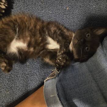 Mocha -  Domestic Short Hair Cat for Adoption in Walker, Michigan - Mocha | PetCurious