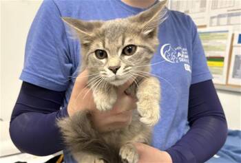 A887770 -  Domestic Short Hair Cat for Adoption in Camarillo, California - A887770 | PetCurious