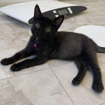 Sweet BBQ -  Domestic Short Hair Cat for Adoption in Las Vegas, Nevada - Sweet BBQ | PetCurious